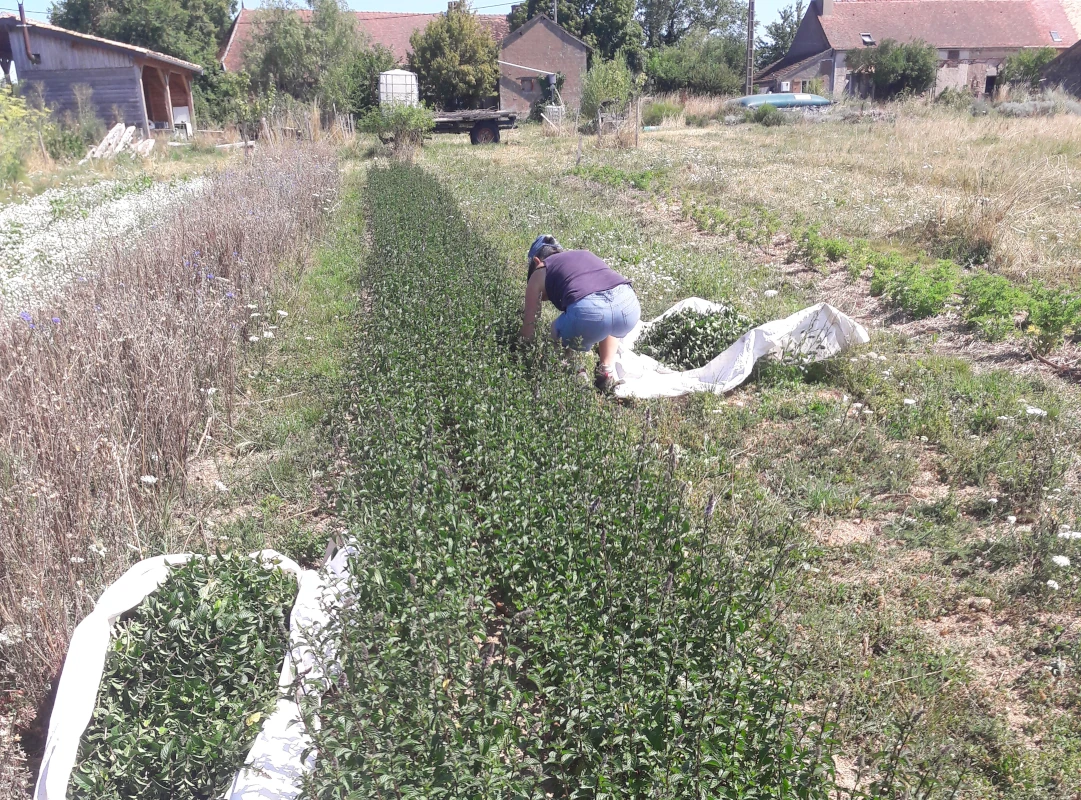 Récolte de menthe
